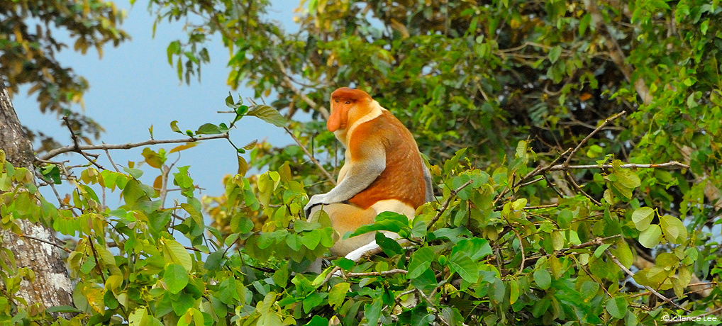 Proboscis monkey